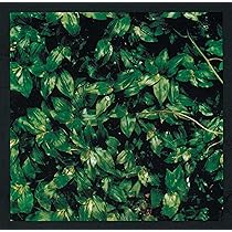 91CYpbhR+PL._AC_UL210_SR210,